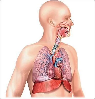 Où se situent les cellules ciliées ? Plusieurs réponses sont attendues.