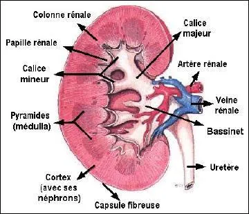 Comment s'appelle l'unité structurelle et fonctionnelle du rein ?
