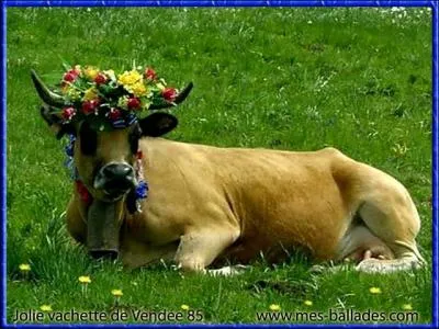 'Une jolie fleur dans une peau d'vache.' De qui sont ces paroles ?