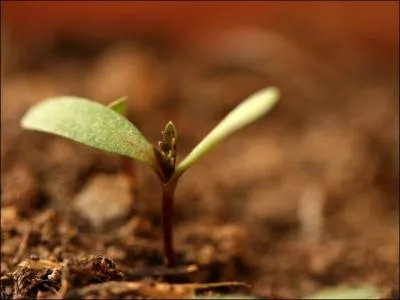Qui écoute pousser les fleurs ?