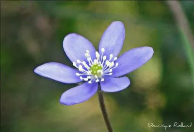 Qui a composé la chanson 'Petite fleur' ?