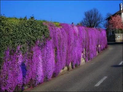 'Les glycines' est une chanson de qui ?