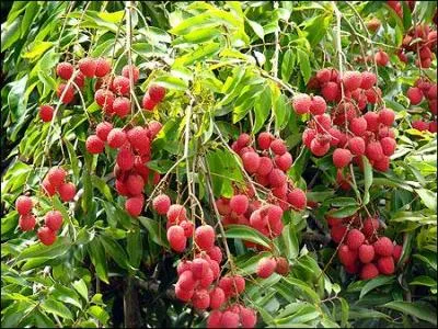 Ce petit fruit en forme de cur, entouré d'une enveloppe assez coriace d'aspect écailleux est très apprécié sur l'île. Quel est-il ?