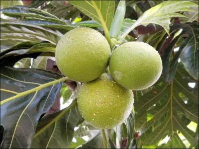 A La Réunion, ce fruit est préparé en gros cubes bouillis au sucre ou au sel, réduit en purée, on en fait des gâteaux ou des beignets salés.