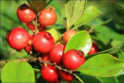 Baie sphérique de la taille d'une mirabelle, ce fruit peut être consommé frais ou utilisé pour confectionner des confitures, des gelées et des sorbets. Le jus peut également être vinifié. Une société réunionnaise a ainsi créé une boisson pétillante selon la méthode champenoise.