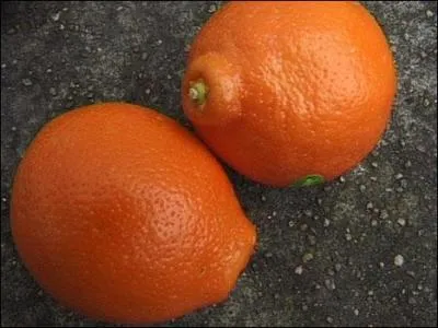 Cet agrume légèrement piriforme est très juteux et très sucré, et arrive à maturité entre juin et septembre. Il se mange nature et se marie délicieusement avec les poissons et les coquillages.