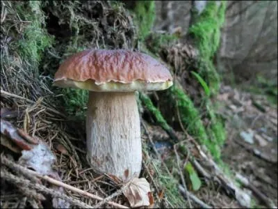 Octobre est le mois des dernières cueillettes, que découvre-t-on sous le chapeau de ce champignon ?