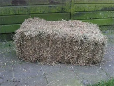 Quelle est cette nourriture ?