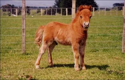 Qu'est-ce que c'est ?