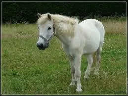 Qu'est-ce que c'est ?