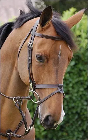 Quelle est cette muserolle ?