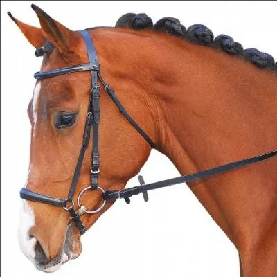 Quelle est cette muserolle ?