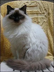 Pourquoi sa fourrure ne s'emmêle-t-elle pas malgré sa longueur ?