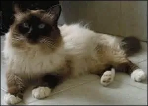 De quelle longueur sont les poils de ces chats ?