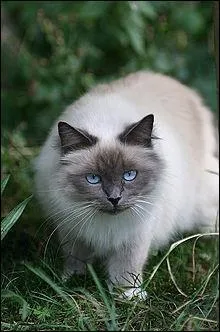 Quelle est son ossature ?