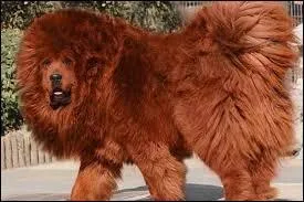 Quelle est la race de ce chien ? ( il serait le plus cher du monde )