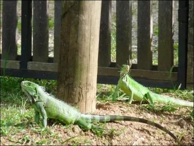 Voici la dernière réponse de ce quiz, l'iguane vert !