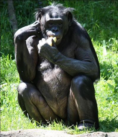 Voici une réponse plutôt simiesque, le bonobo !