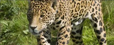 A présent, voici une réponse magnifique, le jaguar !