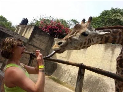 Voici une réponse emmanchée d'un long cou, la girafe !