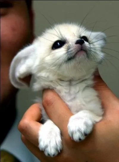 Et voici une réponse très mignonne, le fennec !