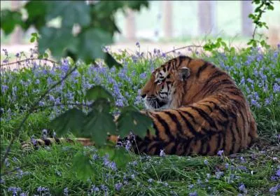 Admirons à présent cette somptueuse réponse, la plus grande espèce de tigre du monde !