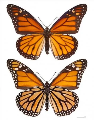 Cette réponse est royale, allez-vous trouver la question ?