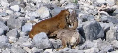 Voici un autre félin, on le surnomme "Lion des montagnes", pourtant il vit aussi dans la jungle ou dans les marécages, le puma !