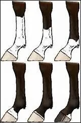 Quelles sont les balzanes existantes ?