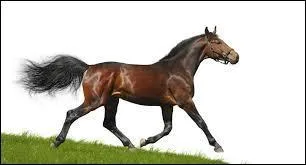 Quelle est la robe du cheval sur l'image ?