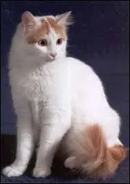 Quelle est la particularité du chat turc de Van ?