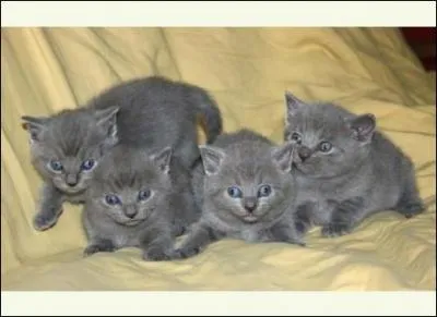 Quel est le nom de la race de ces chatons ?