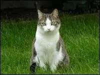 Vrai ou faux ?
Ce chat a 2 mois.