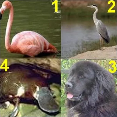 Tous ces animaux ont les pattes palmées sauf un, lequel ?