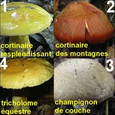 Tous ces champignons sont mortels sauf un, lequel ?