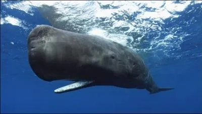 Le cachalot est-il une baleine ?