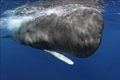 Le cachalot est l'animal qui a le plus gros et le plus lourd cerveau du monde.
