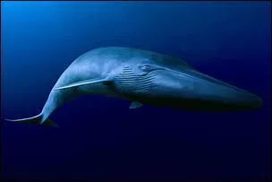 La baleine à bosse est le plus gros animal de tous les temps.