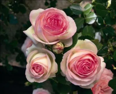 Septembre 1524 : naissance de '...' qui a écrit ce poème 'À Cassandre' : "Mignonne, allons voir si la rose / Qui ce matin avoit desclose / Sa robe de pourpre au Soleil, a point perdu ceste vesprée / Les plis de sa robe pourprée, et son teint au vostre pareil." !