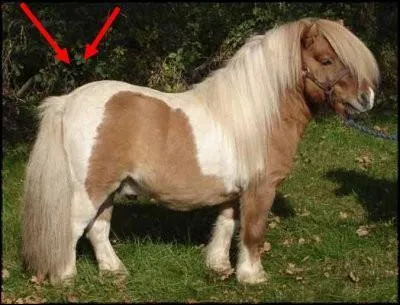 Comment se nomme la partie indiquée sur ce poney ?