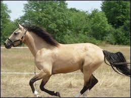 Quiz Galop 1