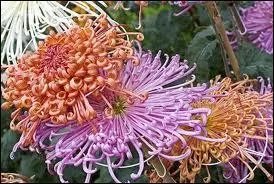Vrai ou faux : le chrysanthème est le symbole de la famille impériale du Japon.