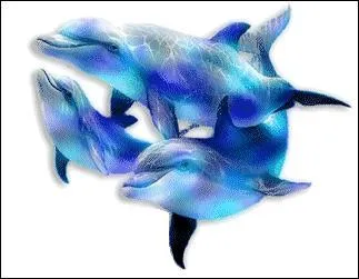 De quelle couleur sont ces dauphins ?