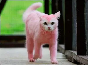 De quelle couleur est ce chat ?