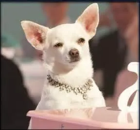 Qui est le petit chihuahua de Beverly Hill ?