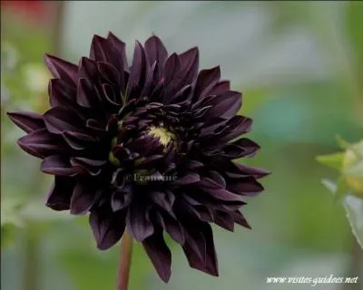 Quel est l'auteur du très célèbre roman ' Le Dahlia noir' ?