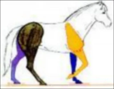 Décrire le pas. (Plusieurs réponses sont possibles)