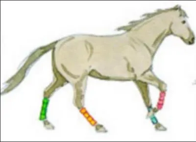 Pour être au bon pied au galop, il faut...