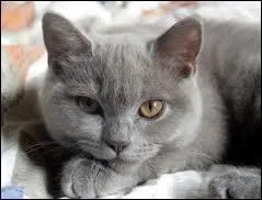 Comment s'appelle le chat de Greg ?