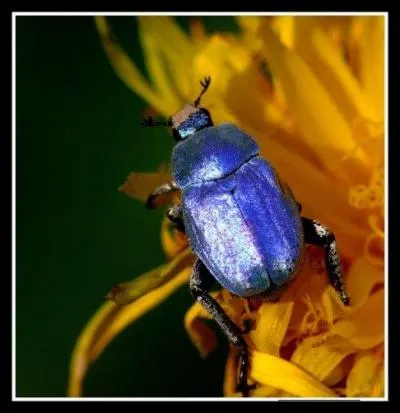 Est-ce que  l'hoplie  plie ?